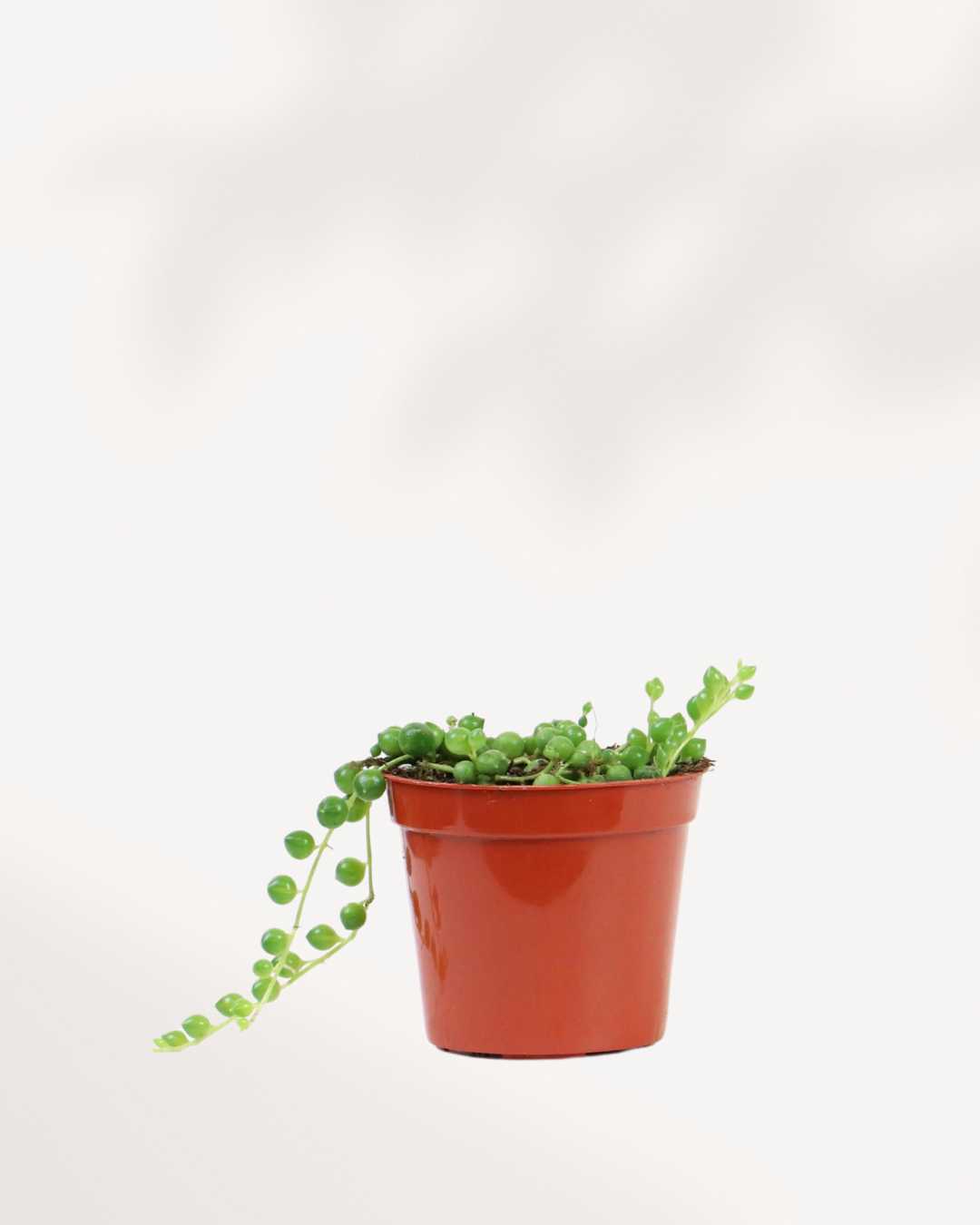 Front view of String of Pearls Senecio rowleyanus in nursery pot showing dense cluster of round green bead leaves with one trailing vine, easy care trailing succulent for shelves and windowsills