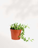 String of Bananas 2.5" Pot - XSmall