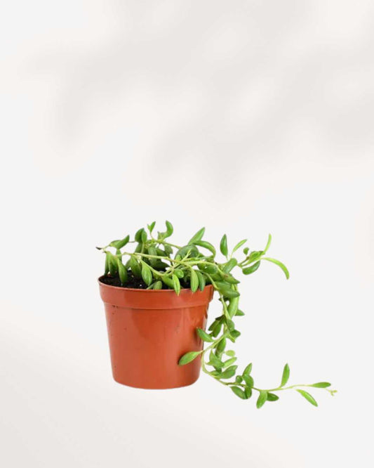 String of Bananas 2.5" Pot - XSmall