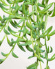String of Bananas plant with curved banana-shaped leaves