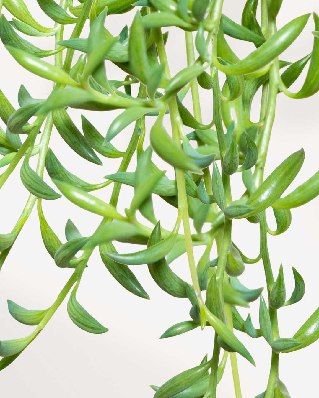 String of Bananas plant with curved banana-shaped leaves