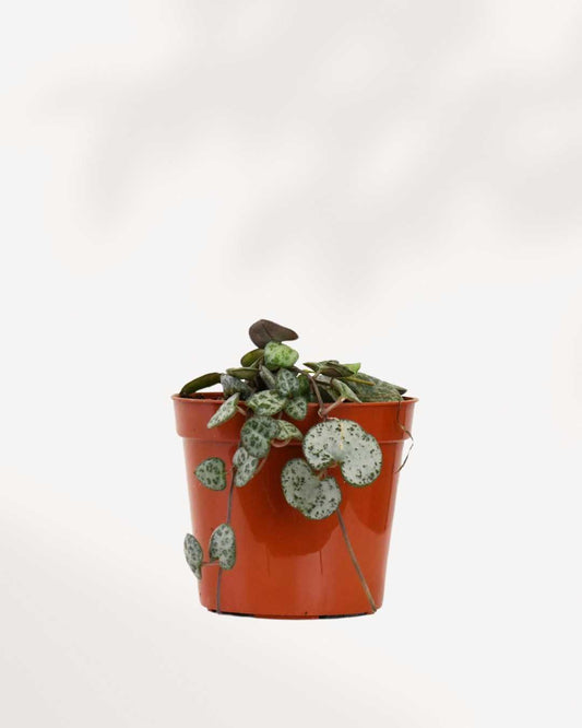 String of Hearts 2.5" Pot - XSmall