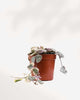 String of Hearts - Pretty Pink plant in a small pot