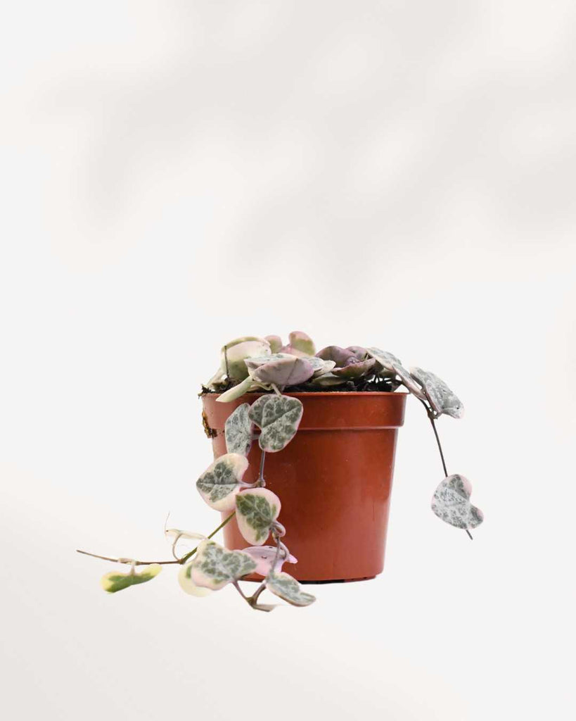 String of Hearts - Pretty Pink plant in a small pot