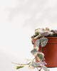 String of Hearts - Pretty Pink trailing vines