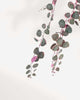 Close-up of String of Hearts - Pretty Pink's pink tinted leaves