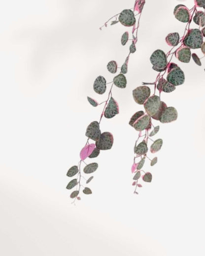 Close-up of String of Hearts - Pretty Pink's pink tinted leaves