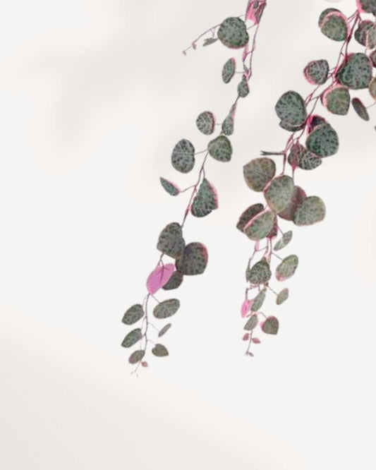 String of Hearts - Pretty Pink plant in a small pot