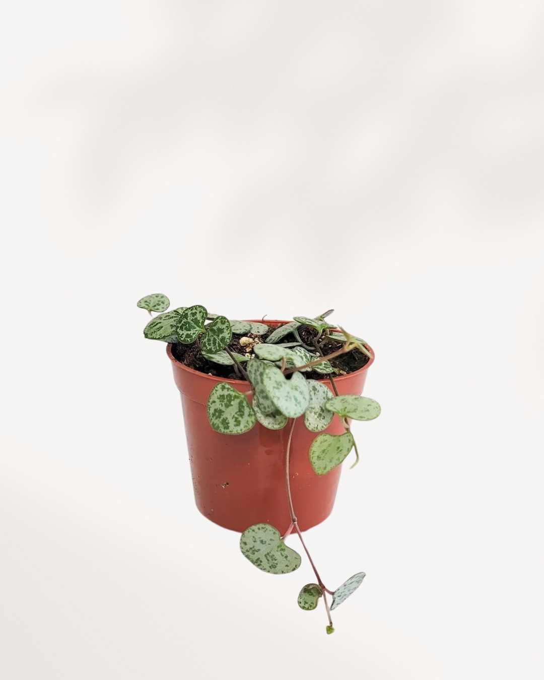 String of Hearts - Silver Glory 2.5" Pot - XSmall