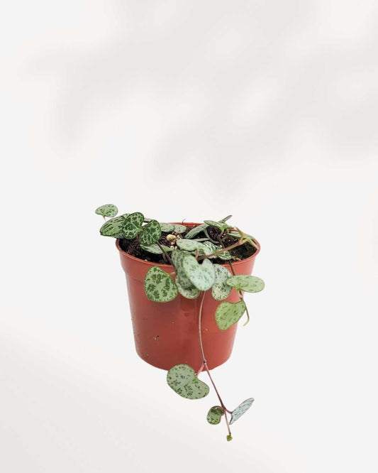 String of Hearts - Silver Glory 2.5" Pot - XSmall