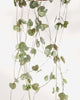 Close-up of String of Hearts - Silver Glory's silvery leaves
