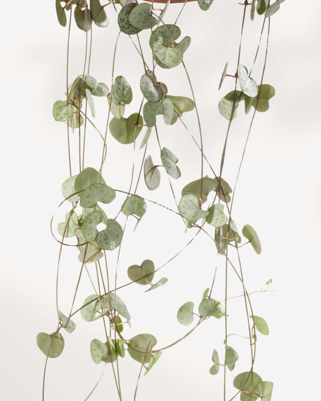 Close-up of String of Hearts - Silver Glory's silvery leaves