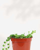 String of Pearls 3.5” Pot - Small