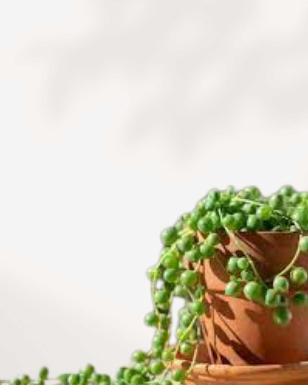 String of Pearls succulent Senecio rowleyanus in small terracotta nursery pot with a single trailing vine of round green bead-like leaves, compact indoor succulent available for delivery across Canada
