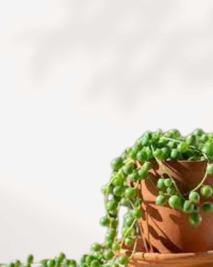 String of Pearls succulent Senecio rowleyanus in small terracotta nursery pot with a single trailing vine of round green bead-like leaves, compact indoor succulent available for delivery across Canada