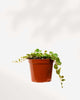 String of Turtles - Peperomia Prostrata 2.5" Pot - XSmall