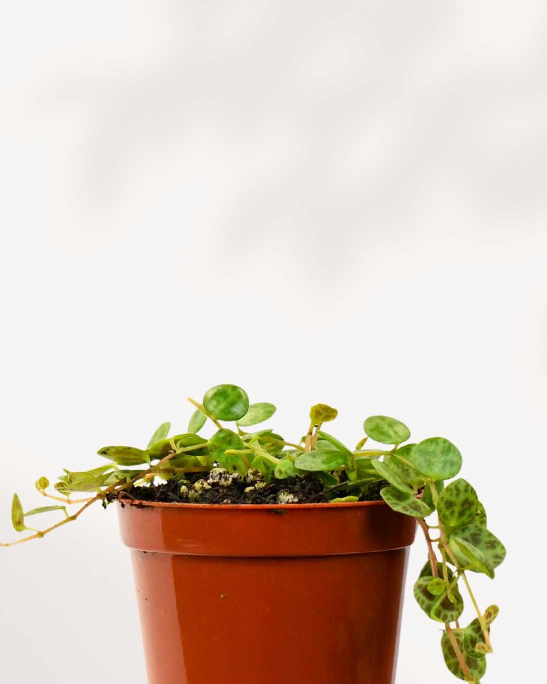 String of Turtles trailing stems showing turtle-shell leaf pattern