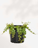 String of Turtles - Peperomia Prostrata 3.5" Pot - Small