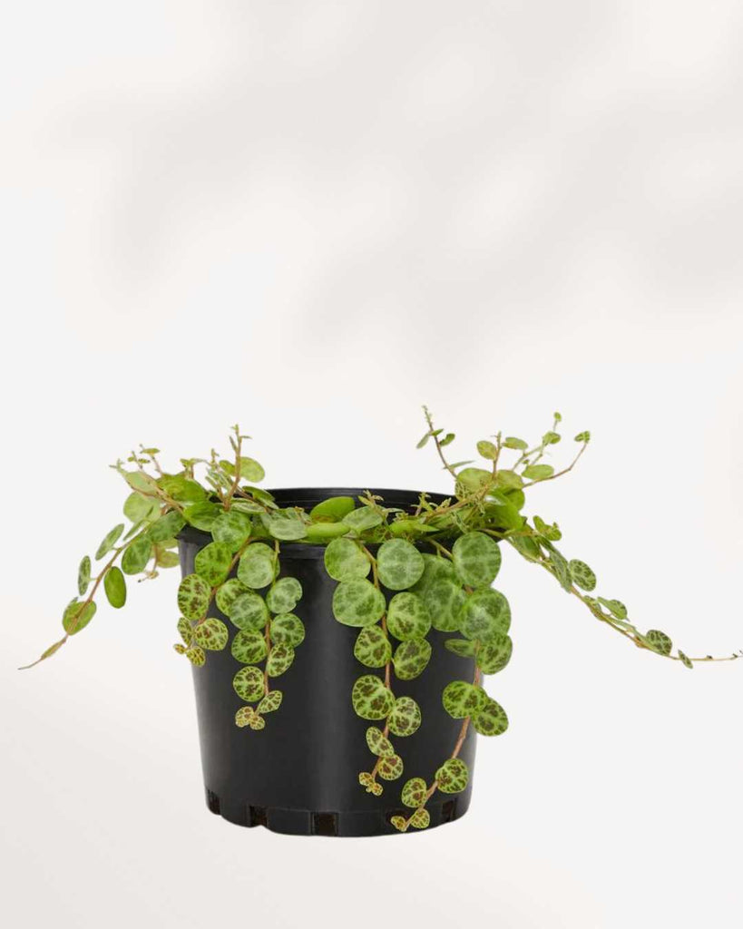 String of Turtles - Peperomia Prostrata 3.5" Pot - Small