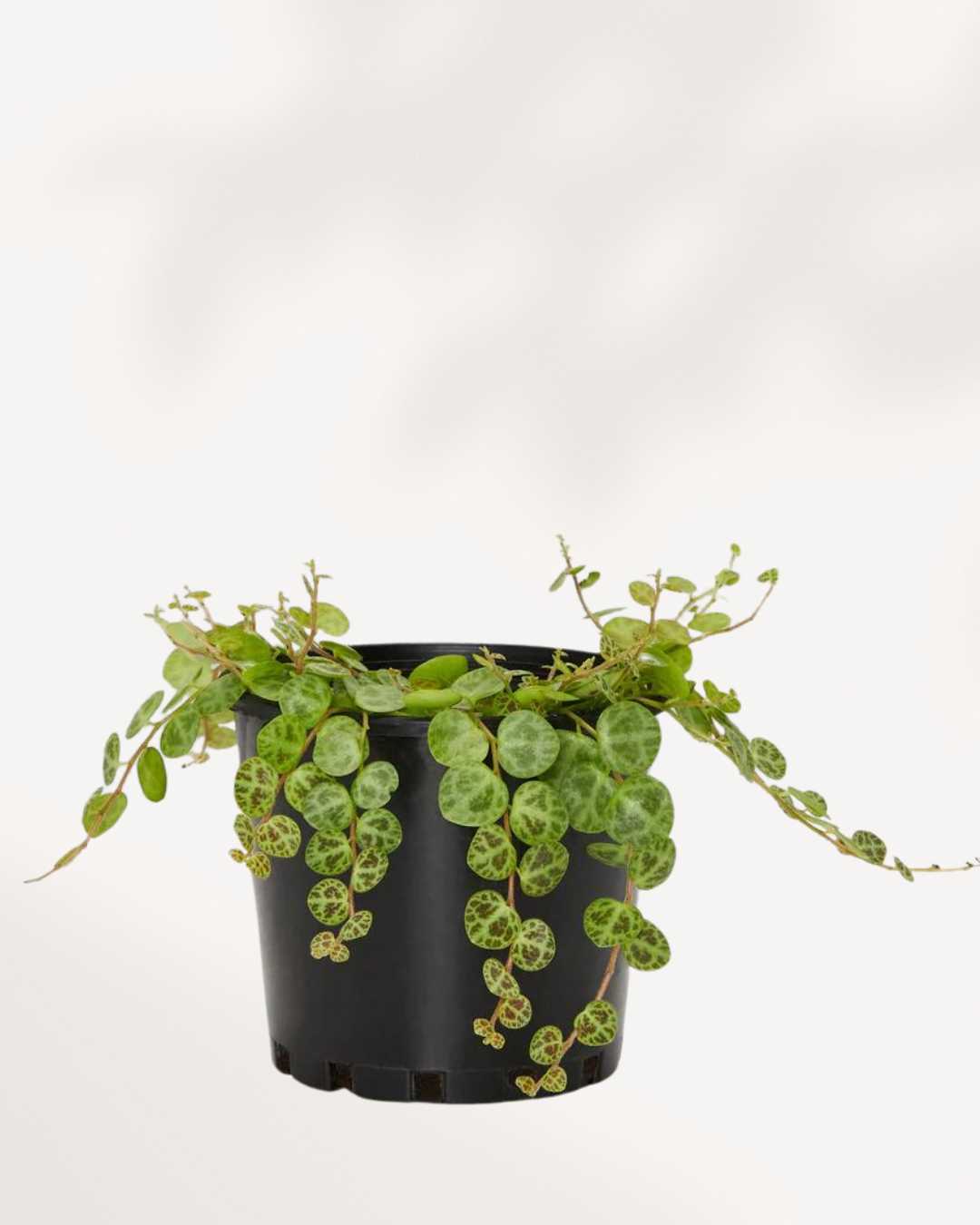 String of Turtles - Peperomia Prostrata 3.5" Pot - Small