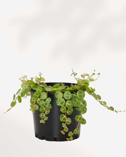 String of Turtles - Peperomia Prostrata 3.5" Pot - Small