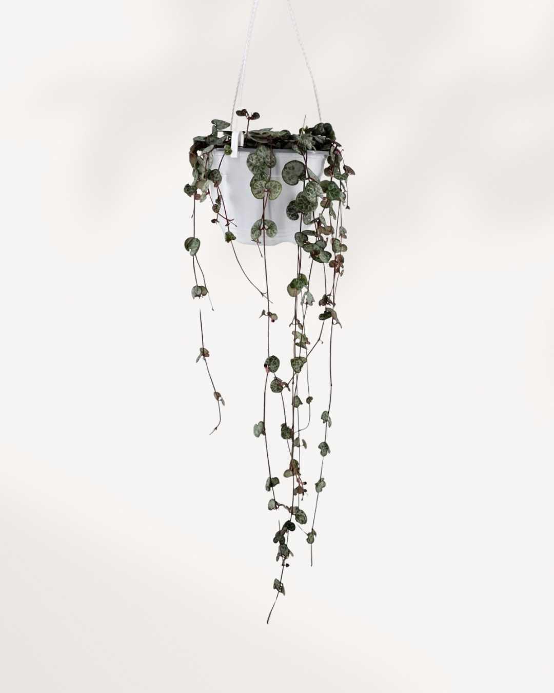 String of Hearts trailing from a hanging basket