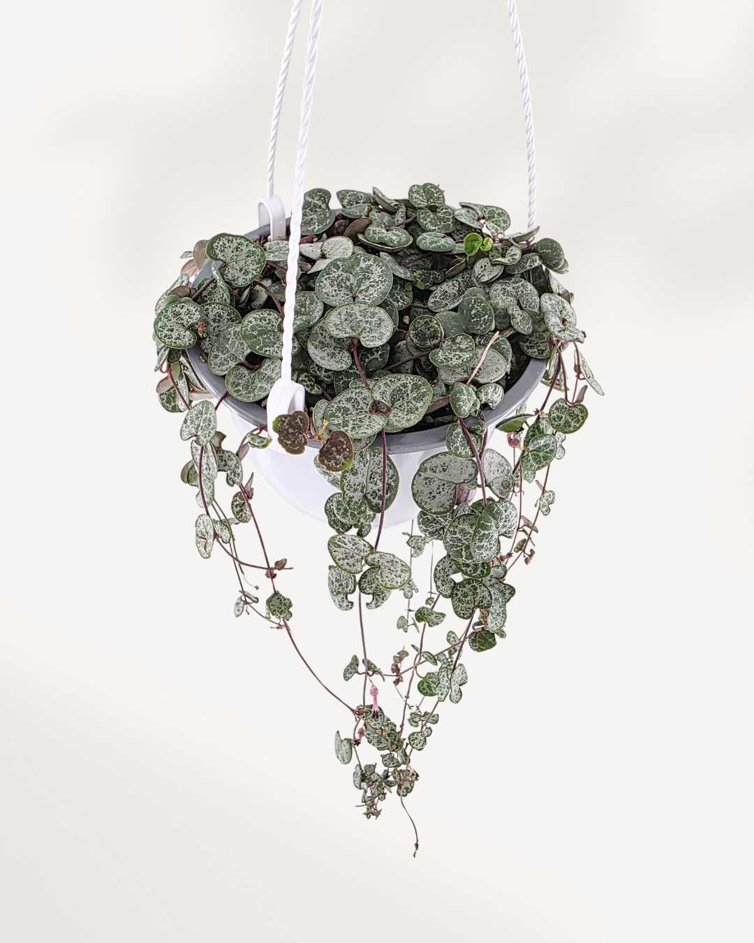 Close-up of String of Hearts vines in a hanging basket