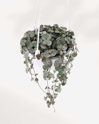 Close-up of String of Hearts vines in a hanging basket
