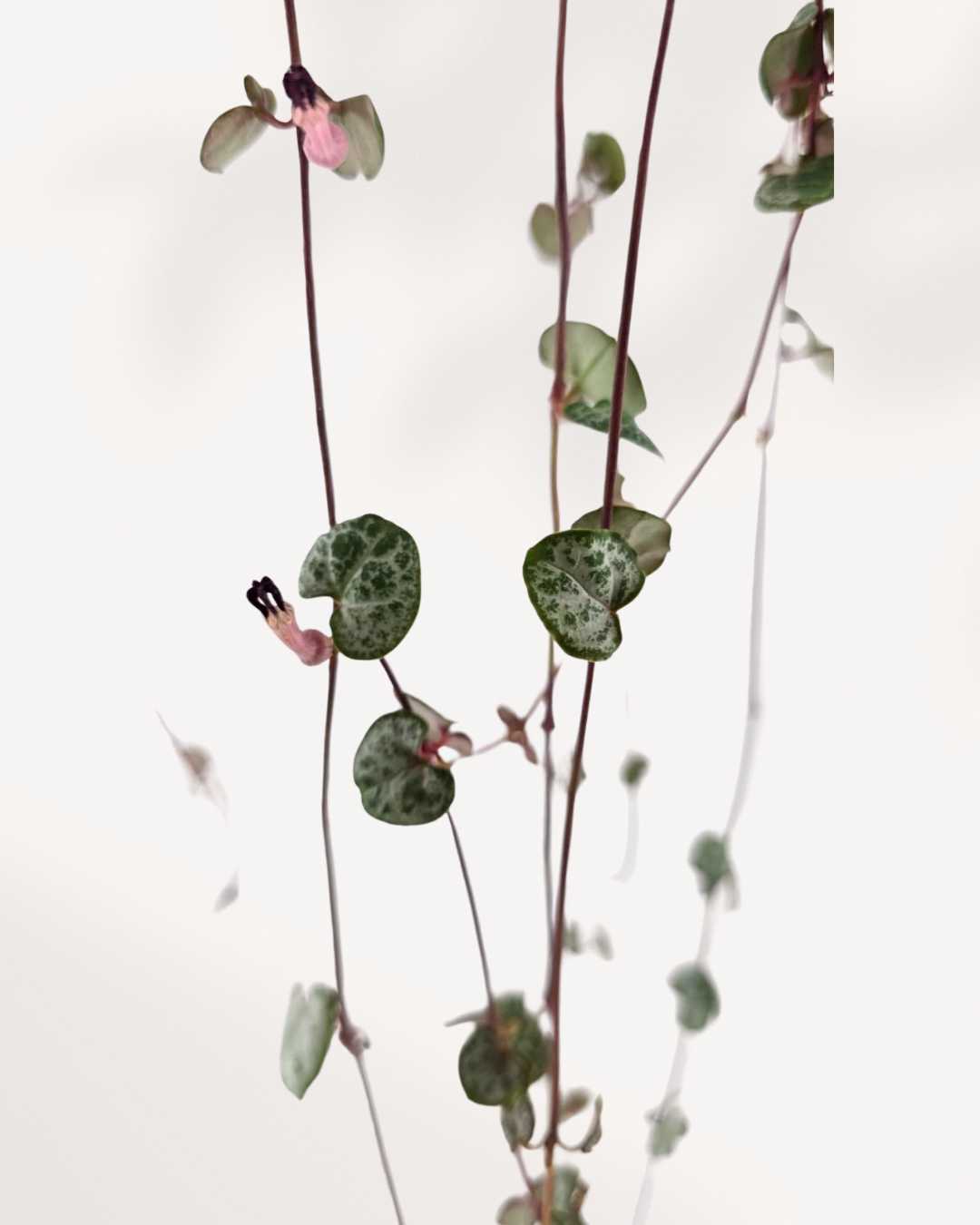 Close-up of String of Hearts' heart-shaped marbled leaves