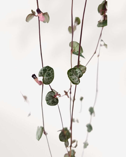 Close-up of String of Hearts' heart-shaped marbled leaves