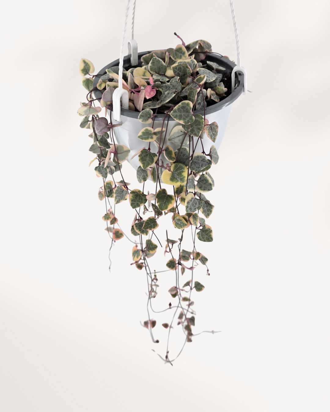 Top view of String of Hearts - Pretty Pink showing leaf pattern
