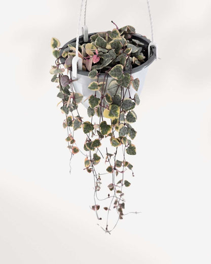 Top view of String of Hearts - Pretty Pink showing leaf pattern