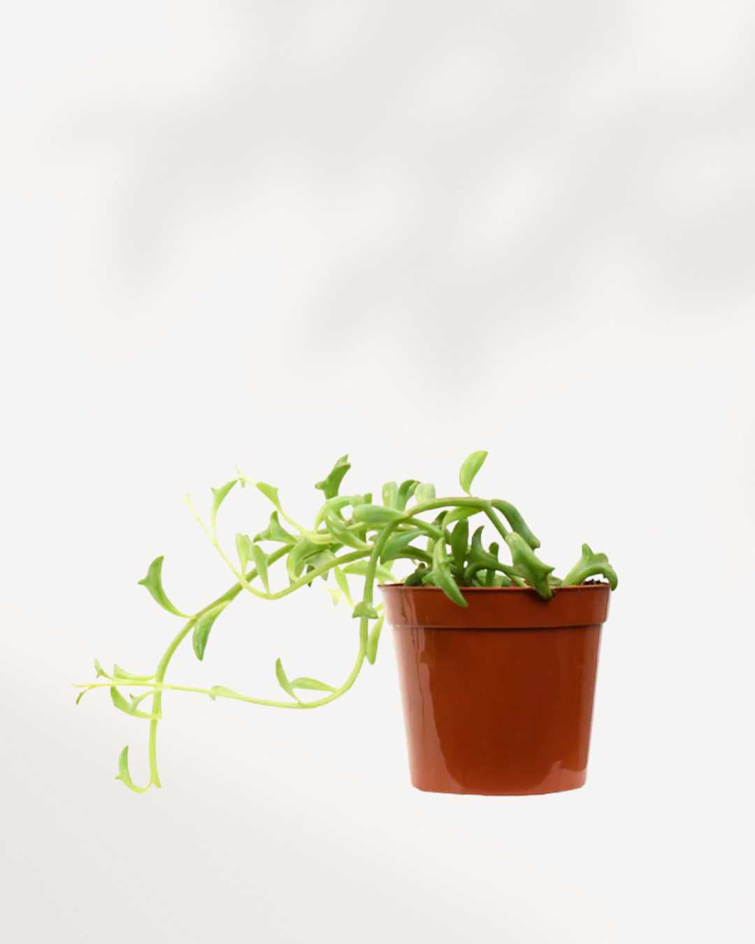 String of Dolphin 2.5" Pot - XSmall