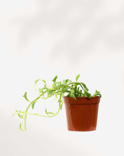 String of Dolphin 2.5" Pot - XSmall
