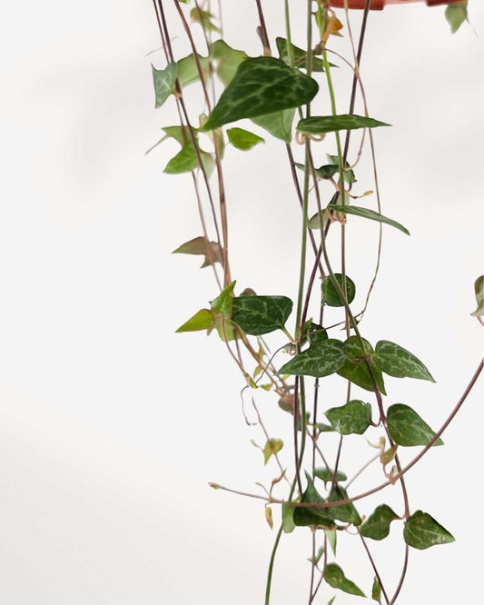 String of Hearts Green Love 2.5" Pot - XSmall