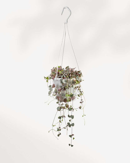 String of Hearts - Pretty Pink 4.5" Hanging Basket