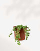 String of Pearls Variegata 2.5” Pot - Small