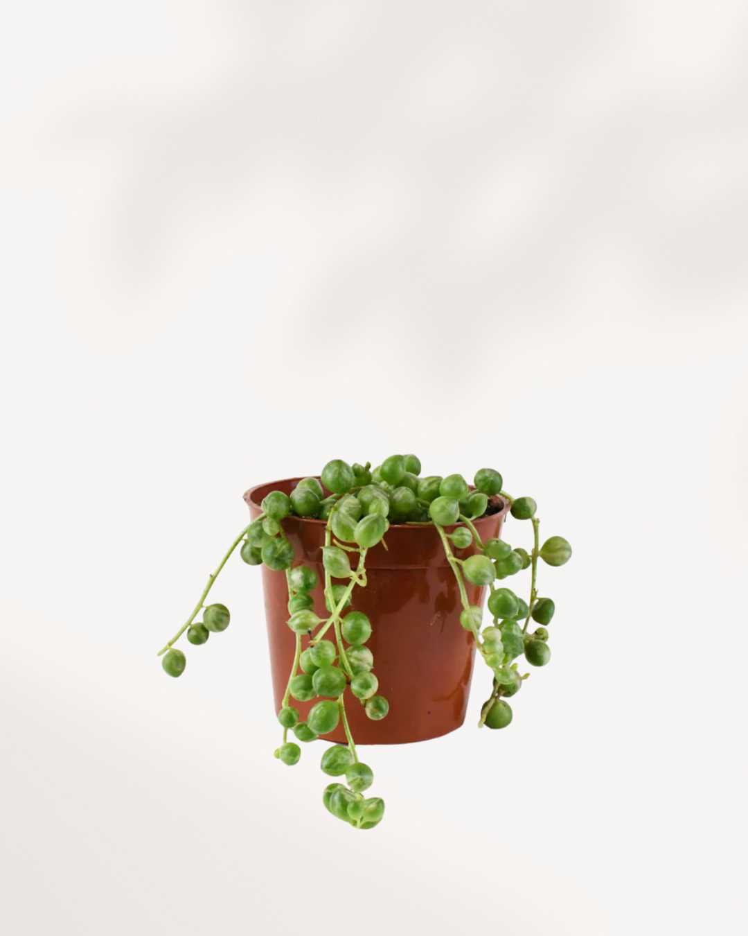 String of Pearls Variegata 2.5” Pot - Small