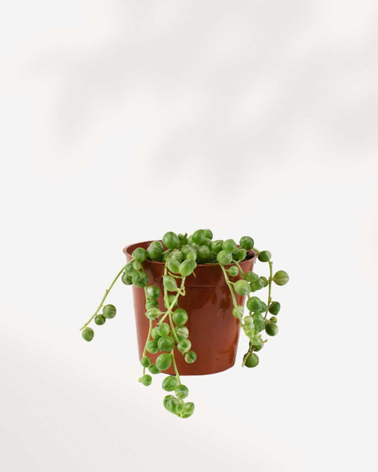 String of Pearls Variegata 2.5” Pot - Small