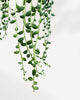 Close-up of String of Beads' elongated translucent leaves