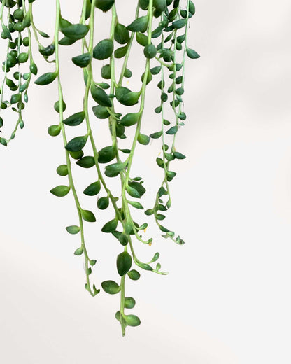 Close-up of String of Beads' elongated translucent leaves