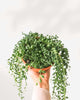 String of Beads plant in a small pot