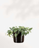 String of Hearts Green Love 3.5" Pot - Small