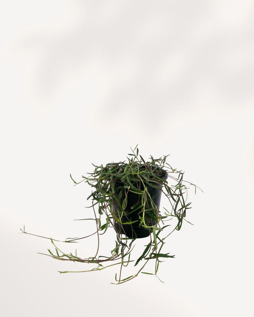 String of Needles succulent plant, showcasing long, trailing stems with numerous small, green needle-like leaves, in a simple nursery pot.