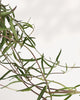 Top-down view of a String of Needles plant, highlighting its dense, radiating stems and succulent, cylindrical leaves.