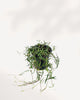 Top-down view of String of Needles showing dense radiating stems