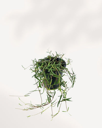 Top-down view of String of Needles showing dense radiating stems