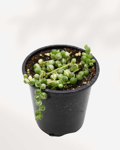 String of Pearls Variegata 3.5” Pot - Small