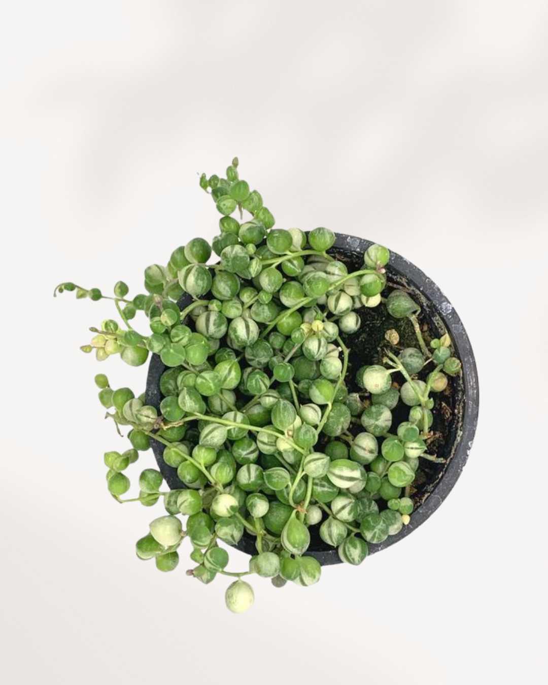 Close-up of String of Pearls Variegata's cream and green beads