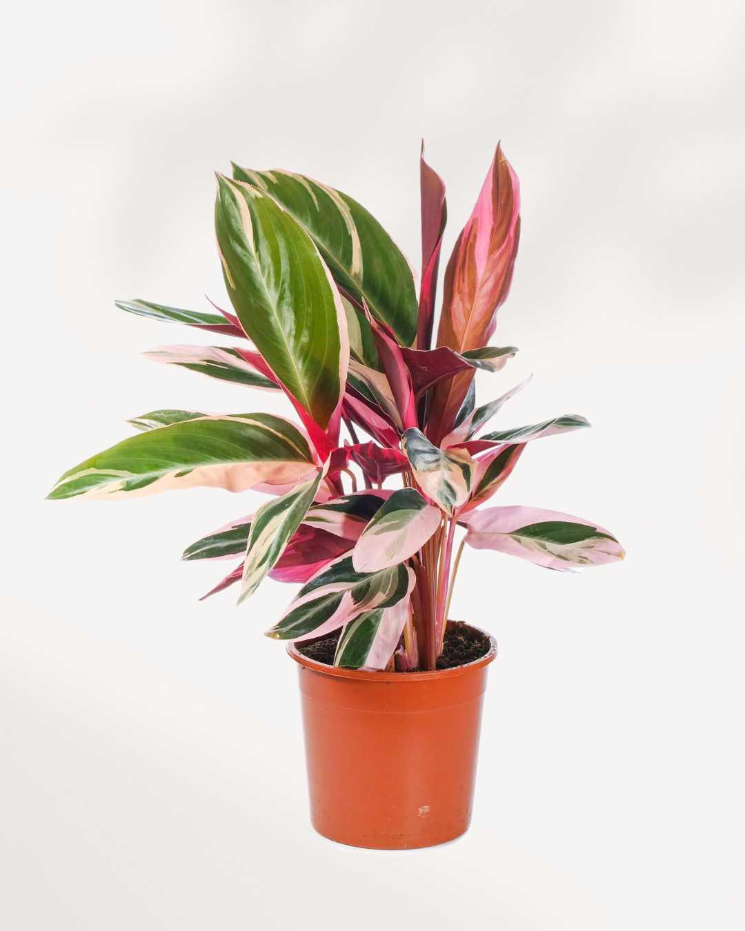 Stromanthe Triostar